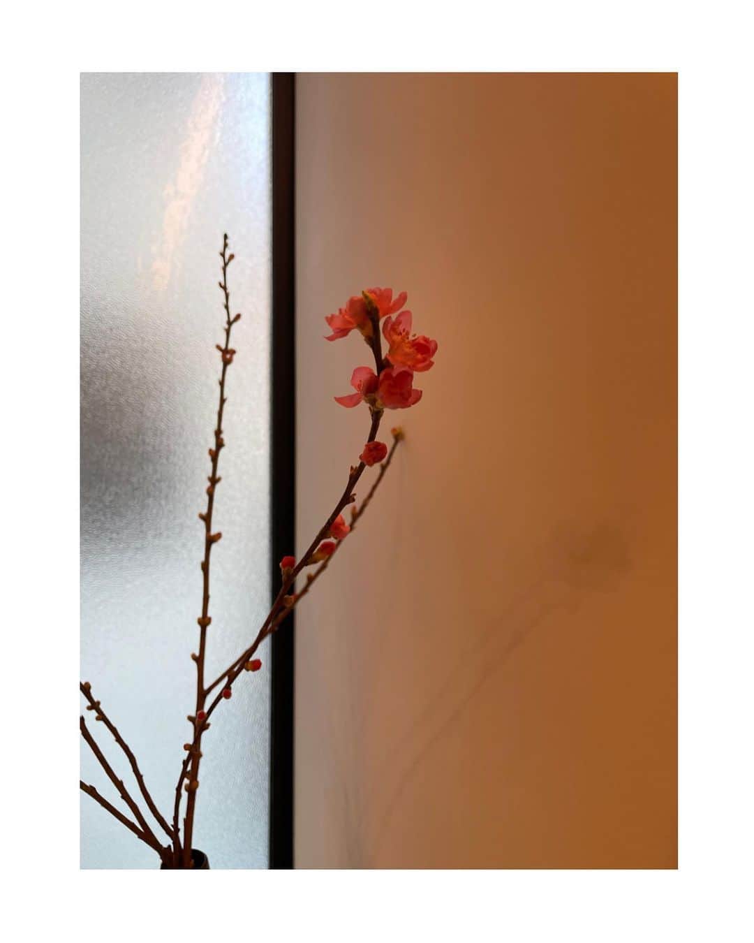 武井咲のインスタグラム：「見るたびどんどん蕾が開いていくから チラチラと見てしまう。  春がすぐそこまで。🌸🌸」