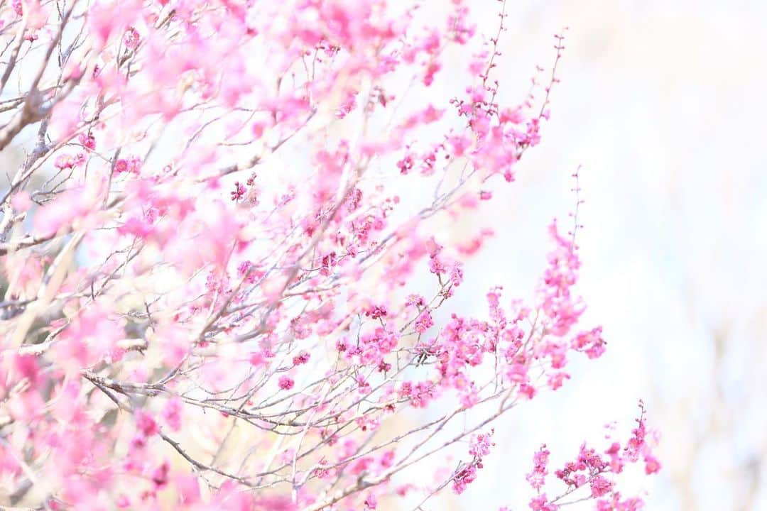 kiccyomuさんのインスタグラム写真 - (kiccyomuInstagram)「☀️ 2022.02.27 Sun #昭和記念公園 の #梅園 白もピンクも咲き始め〜📸  今日は少し暖かかったですネ〜 日中は17度ぐらい このまま春になって欲しいです  来週も元気に🤗  location #東京 ❣️ 📷撮影 2022年2月23日」2月27日 17時56分 - kiccyomu