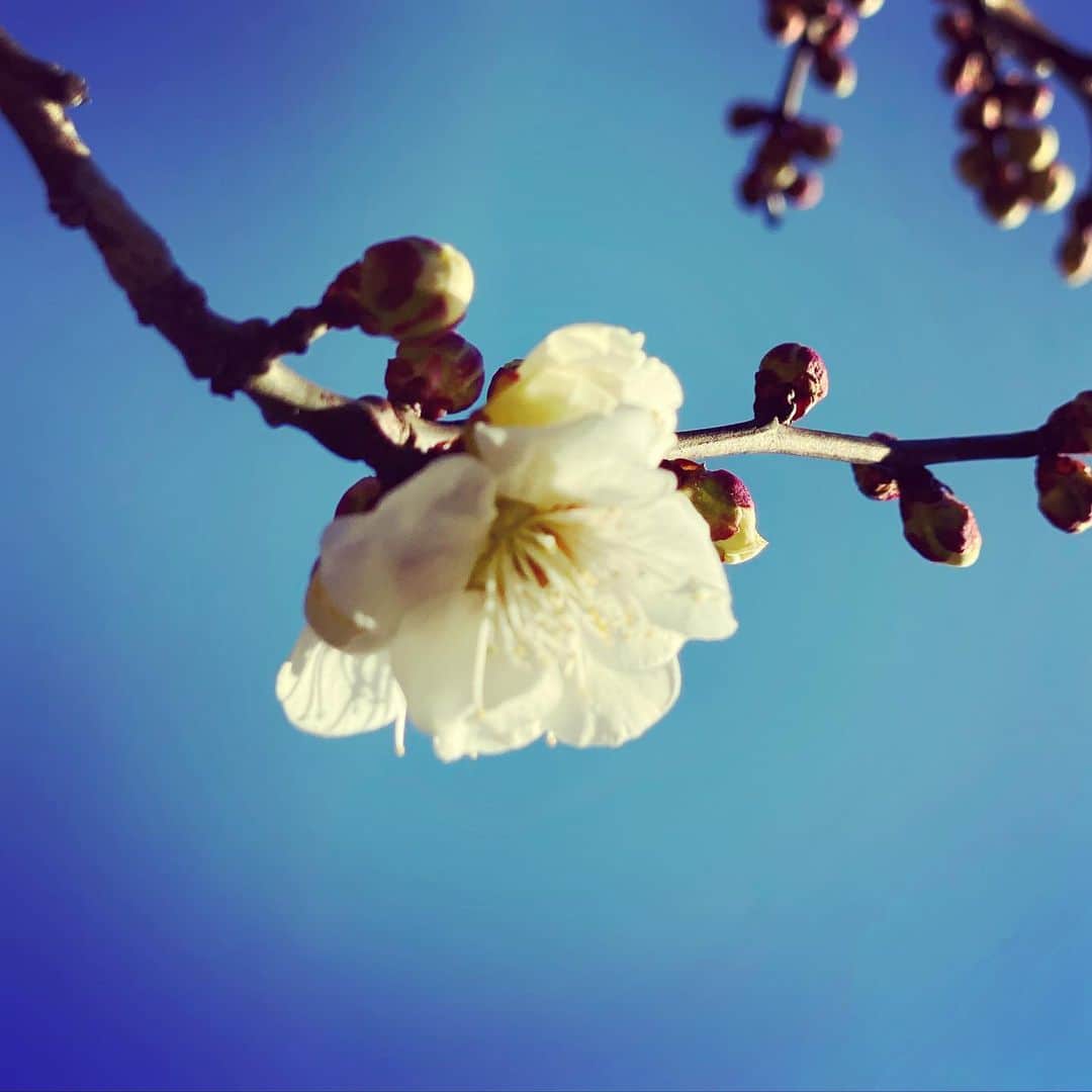 鶴田真由のインスタグラム：「ここ数日で また一歩春になりましたね✨🌸✨  自然はこんなにも温かで優しいのに…」