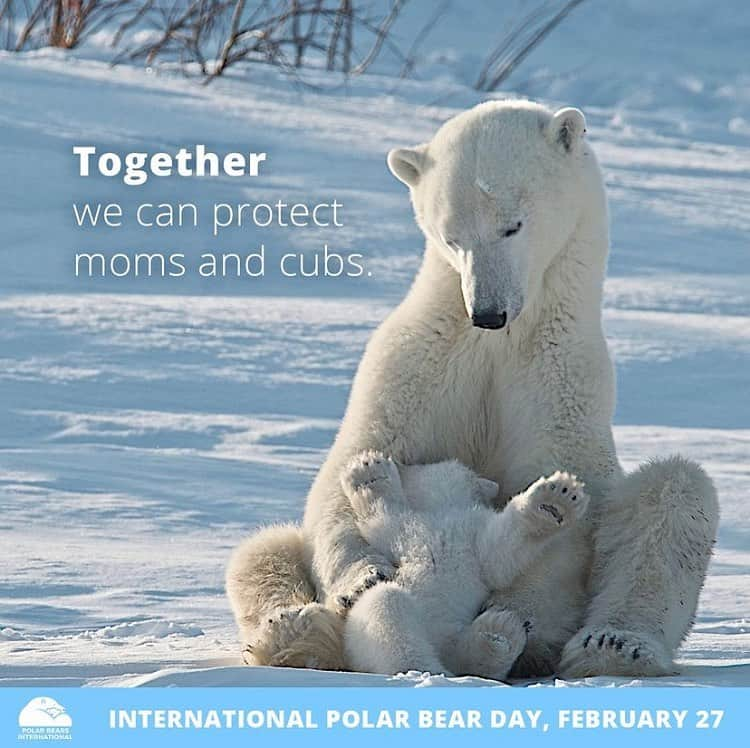 Polar Bearsのインスタグラム：「🐻‍❄️Happy International Polar Bear Day🐻‍❄️ PC: @polarbearsinternational Visit their website to learn more about polar bears! #internationalpolarbearday2022」