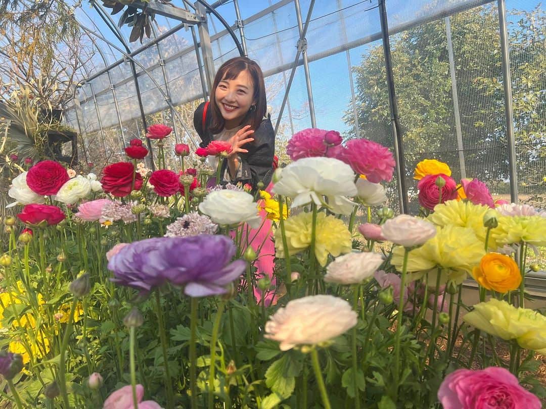 清水玲さんのインスタグラム写真 - (清水玲Instagram)「・ ・  顔を並べると お花の大きさが伝わるでしょうか？？  綾園芸の方によると 今年の冬は寒さが続いたので、 例年より大きな花がついたそうです！！😳💕  ラナンキュラスの品種の多さにも驚きました！  一日中眺めていたいくらい うっとりする美しさでしたよ〜🥰💐✨  ・ ・ ・  #宮崎#宮崎放送#mrt#miyazaki #綾町#雛山まつり#ラナンキュラス #綾園芸#見本園#ポケフタ#ひな祭り #球春到来#ソフトバンクホークス  #春季キャンプ#宮崎キャンプ」2月27日 23時39分 - mrt.shimizu