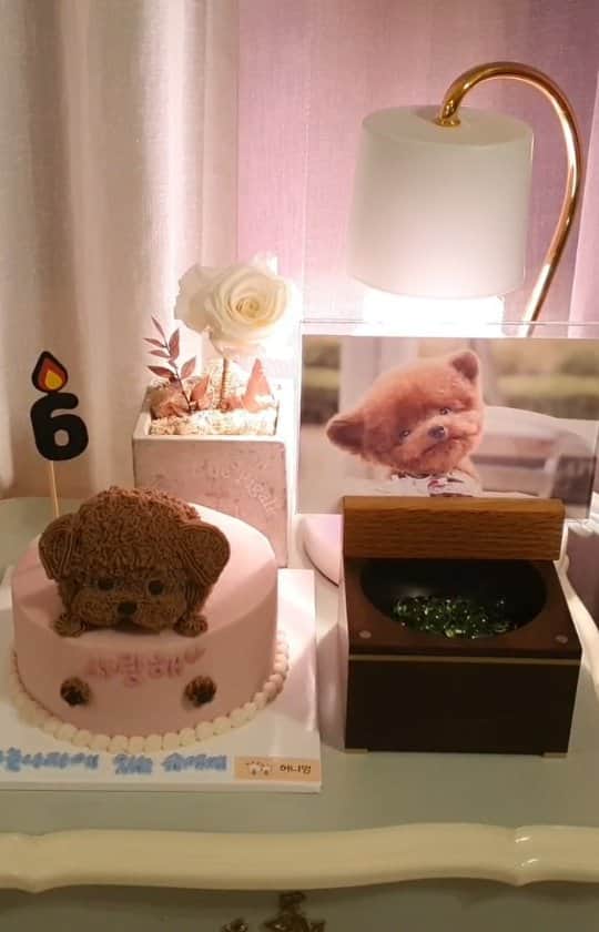 띠비비샤샤루루슈엘のインスタグラム：「. 하늘에있는 슈에게.. 오늘은 너의 6번째생일인데.. 어제도 오늘도 내일도 앞으로도.. 니가없는 세상은..너무..슬프고 힘이든다.. 이름만떠올려도 참았던눈물이 쏟아지고 가슴이 미어지도록 너무 그립다. 왜 하필 너였는지.. 모든게 다 원망스러워.. 보고싶다..보고싶다..보고싶다.. 나의 슈」