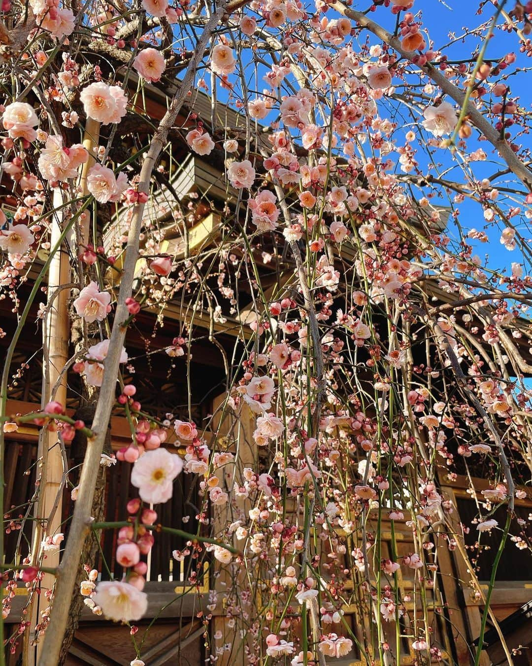 千葉真由佳さんのインスタグラム写真 - (千葉真由佳Instagram)「【湯島天満宮に寄り道👠☕️】  先週ゴゴスマを観ていたら、 湯島天満宮からの中継で梅が咲いたとのこと👏  2月にもう梅が咲くのかぁ〜 (青森の体感でいると本格的な春は5月よ...だって入学式に吹雪とか普通にあるもん...)  土曜日の朝の時点で6分咲きくらい...?!多分いまはもっと咲いてるかな😊 お仕事を終えたあとに そのまま向かったので眠かったけど 朝散歩ができた上、 美味しいモーニングを食べて帰ることができたのでハッピーでした✊💕  春をお裾分けです😁 今日も良い一日を〜♪  #梅の花#湯島#湯島天神#湯島カフェ#モーニング#ツェーンコーヒー#☕️#🍞#ハムトースト#湯島天満宮#梅まつり #春の訪れ#アナウンサー#キャスター#フリーアナウンサー#千葉真由佳#お仕事後#眠そう#いえ元気です#目指せ#体力おばけ」2月28日 6時35分 - mayuka.chiba