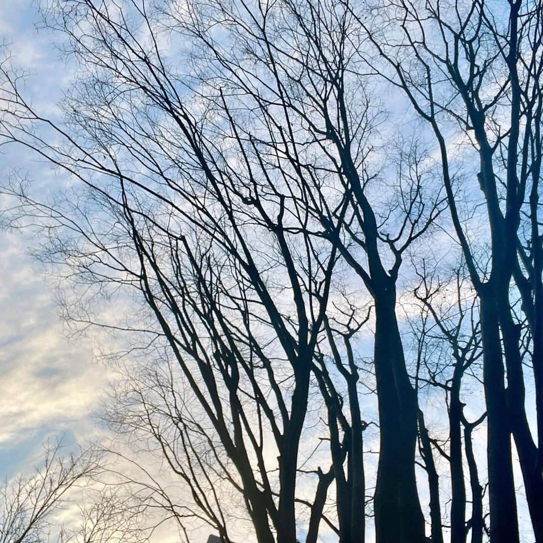 吉井明子さんのインスタグラム写真 - (吉井明子Instagram)「🌿🌸☁️  冬を過ごした木の幹越しに 春の息づかい  #2月最後 #東京の空 #気象予報士 #気象キャスター #weatherforecaster #기상캐스터　#氣象主播 #吉井明子」2月28日 17時39分 - akiko_yoshii_sunny_rain