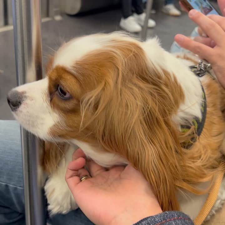稲木ジョージのインスタグラム：「Literally petting stranger’s doggo😙♥️」