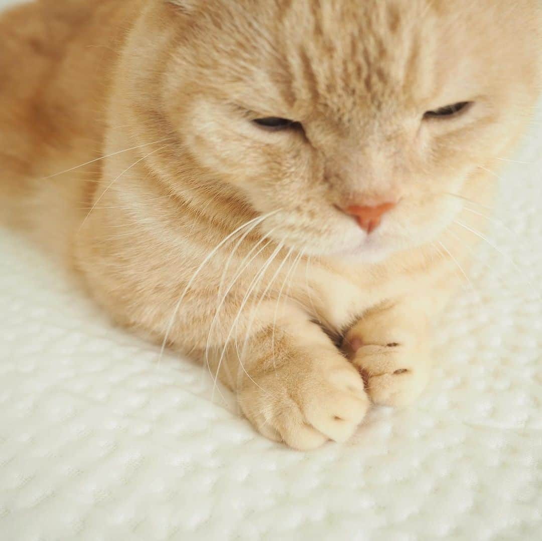 ぷーさんのインスタグラム写真 - (ぷーInstagram)「すっかりぷーちゃんのお気に入りのお昼寝の場所に…🐈 . ——————————————— . マットレスを変えて3ヶ月ほど経ちましたが、朝までぐっすり眠れてスッキリ起きれて快適です🙆‍♀️ @nell_mattress ぷーちゃんも気に入りすぎて、 マットレスにスリスリ 側面爪でバリバリしてます…🐈 （すっぽり被せられるシーツ必須） . . 🐈ポケットコイルのマットレスなので、ウレタン素材よりも通気性が高く、反発力に優れている . 🐈高級ホテルに多く導入されているマットレスの2倍の量のポケットコイルを使用しているため、体の支点が多く、優れた体圧分散を実現 . 🐈腰部分をやや硬めに設計しているので、睡眠中の寝返りをサポート . . . 10%OFFになるクーポンコード ⇨【pooh0403】 良かったらぜひ🐾 . #NELL #NELLマットレス #ネル #ネルマットレス #腰痛 #肩こり #家具 #睡眠 #睡眠不足 #腰痛改善 # 肩こり解消 #寝室 #マットレス #PR」2月28日 11時45分 - pooh0403