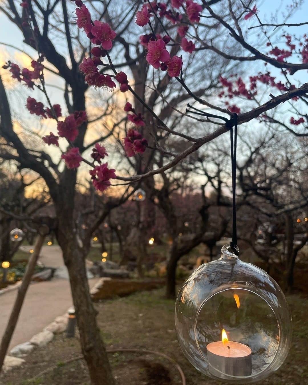 ウーデンジェニファー里沙さんのインスタグラム写真 - (ウーデンジェニファー里沙Instagram)「* ロウソクの優しい光と、 鮮やかなピンクの梅の花😌✨  都会の喧騒を忘れる空間です。  #中継先の景色 #梅の花 #梅の花🌸 #梅 #ろうそく #ろうそくの灯り #落ち着く空間  #京都 #景色 #kyoto #japan #plumtrees」2月28日 12時00分 - wooden_jennifer_tvo_official