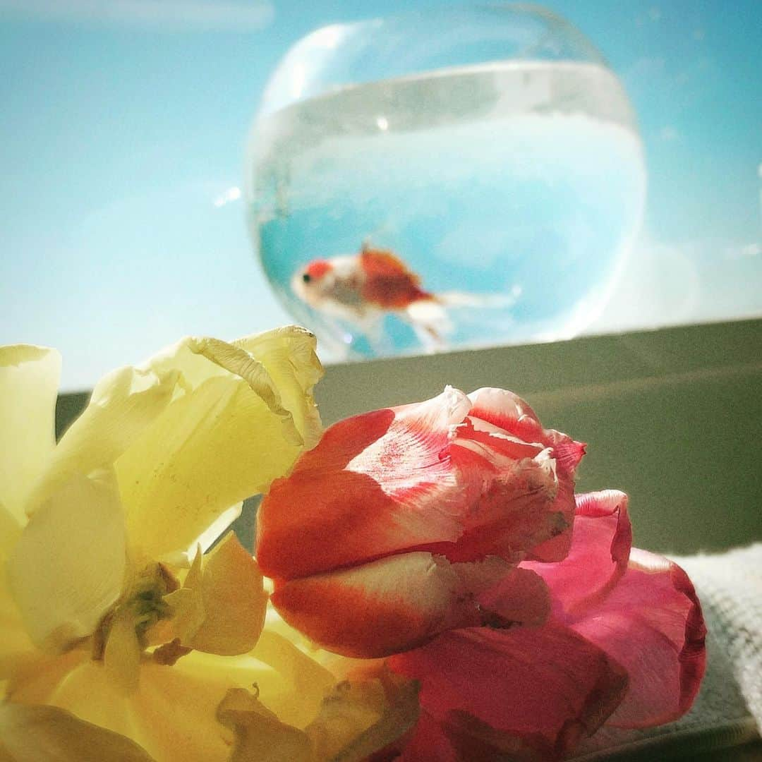 松下萌子さんのインスタグラム写真 - (松下萌子Instagram)「Hello,spring🌷︎🌷🌷 #金魚　#goldfish」2月28日 12時55分 - moecochalkart