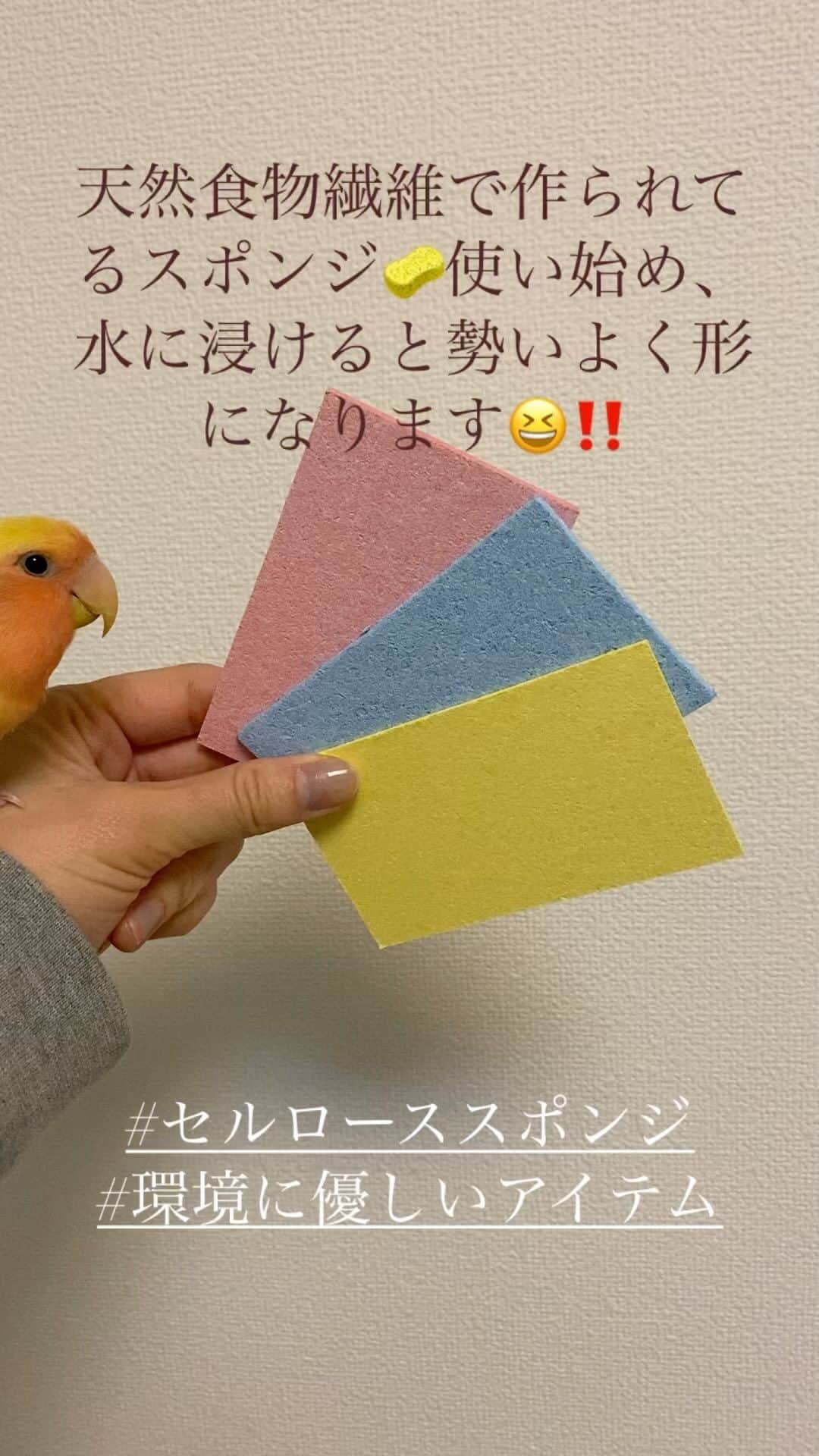 Chiharuのインスタグラム：「プラ系の消耗品を減らす作戦♫ ちょっと探せばたくさん発見あって面白いよ😊💕  セルローススポンジは木が原材料だから、ゴミに捨てる時も有害物質が出ません。手触りも好き♫ ちょっとしたアイテムから変えていこう🧽✨  ※画像の文字間違えました。植物繊維です。  #セルローススポンジ  #エコな暮らし  #使う責任 #ゼロプラスチック #環境負荷をかけない  #sdgs #エシカルな暮らし  #エシカルライフ  #エシカルアイテム #キッチンアイテム #コザクラインコ #小桜インコ #オーガニック専門家」