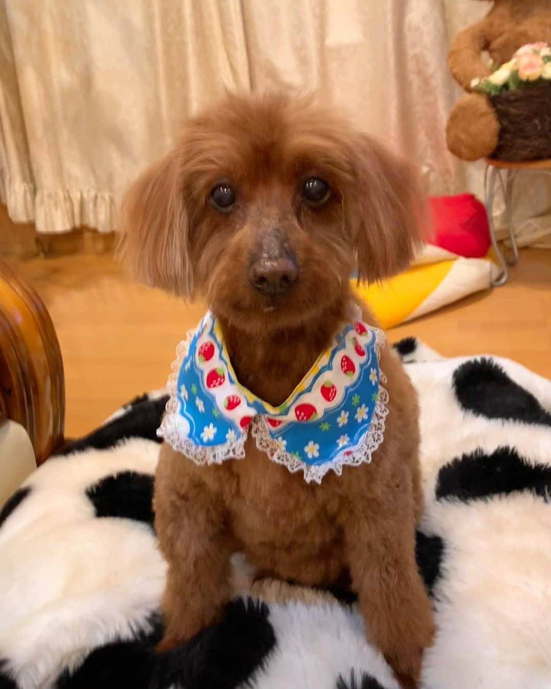 チックンとプーちゃんのふるさと? From Japan??のインスタグラム：「こんばんワン🐶✨ トリミングしてもらったよ✂️ #トイプードル#スッキリ」