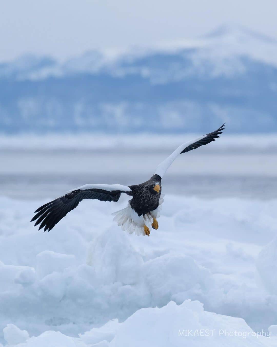 mikaestのインスタグラム：「Steller's sea eagle on drift ice オオワシ×流氷  オオワシは翼を広げると2.5mにもなる 日本最大の猛禽類です。 かっこいいですよね🦅 流氷クルージングは知床ネイチャークルーズさん @evergreen38rausu の船に乗りました🙆‍♀️  後ろに見えるのは北方領土の国後島です。 とっても近いですよね。  Camera : Nikon Z7 Lens : Nikkor Z 70-200mm f/2.8 VR S Z TELECONVERTER TC-2.0x  ↑結局、Z100-400を買っていないので、 2倍テレコンをかまして140-400運用です🙋🏻‍♀️  #Zcreators #オオワシ #流氷 #国後島 #羅臼 #知床 #流氷クルーズ #知床国立公園 #nationalparksjp #ActivityWeek」
