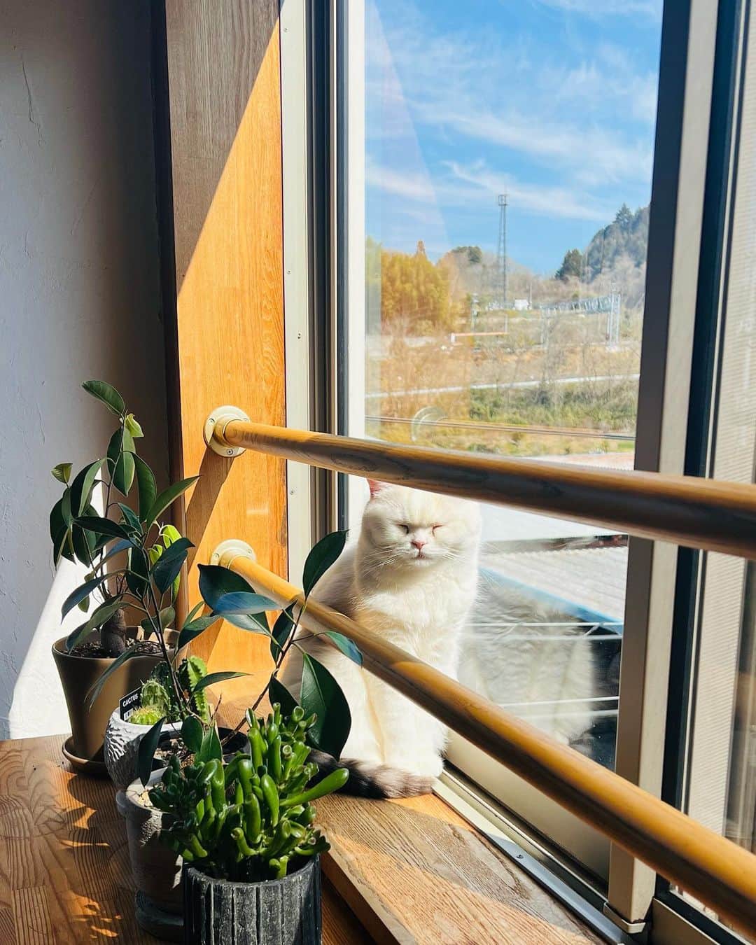 hanaのインスタグラム：「頑張って日に当たってる☀️  #光合成　#ねこと暮らす #ねこのいる生活  #cat #cats #catlover #cutecats #catsnap #catstagram #ilovemycat #adorble #ig_catclub #cats_of_instagram #kawaii #kawaii_cat #meowbox #bestmeow #fluffy #funnycritters #scottishfold #neko #kitty」