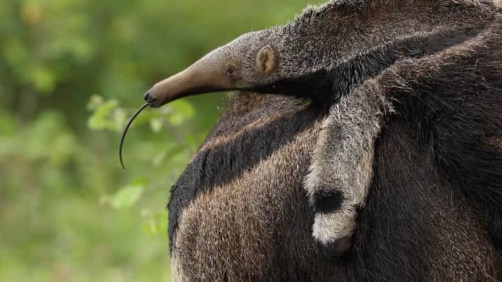 Keith Ladzinskiのインスタグラム：「A newly born #GiantAntEater pup, clinging to moms back as she forages for termites in Brazil’s #Pantanal. Notice how the patterns of mom and her pup perfectly align to create a camouflaged appearance from predators, creating an illusion of shape and form that this ant eater as one animal. A full grown giant ant eater is highly capable of protecting itself from Jaguar’s or Puma’s, however their pups are quite vulnerable, making this camouflaged appearance critical for survival. Filmed in Brazil’s Pantanal with @timlaman @tjtriage @erichroepke @mindframecinema @adidasterrex @canonusa」