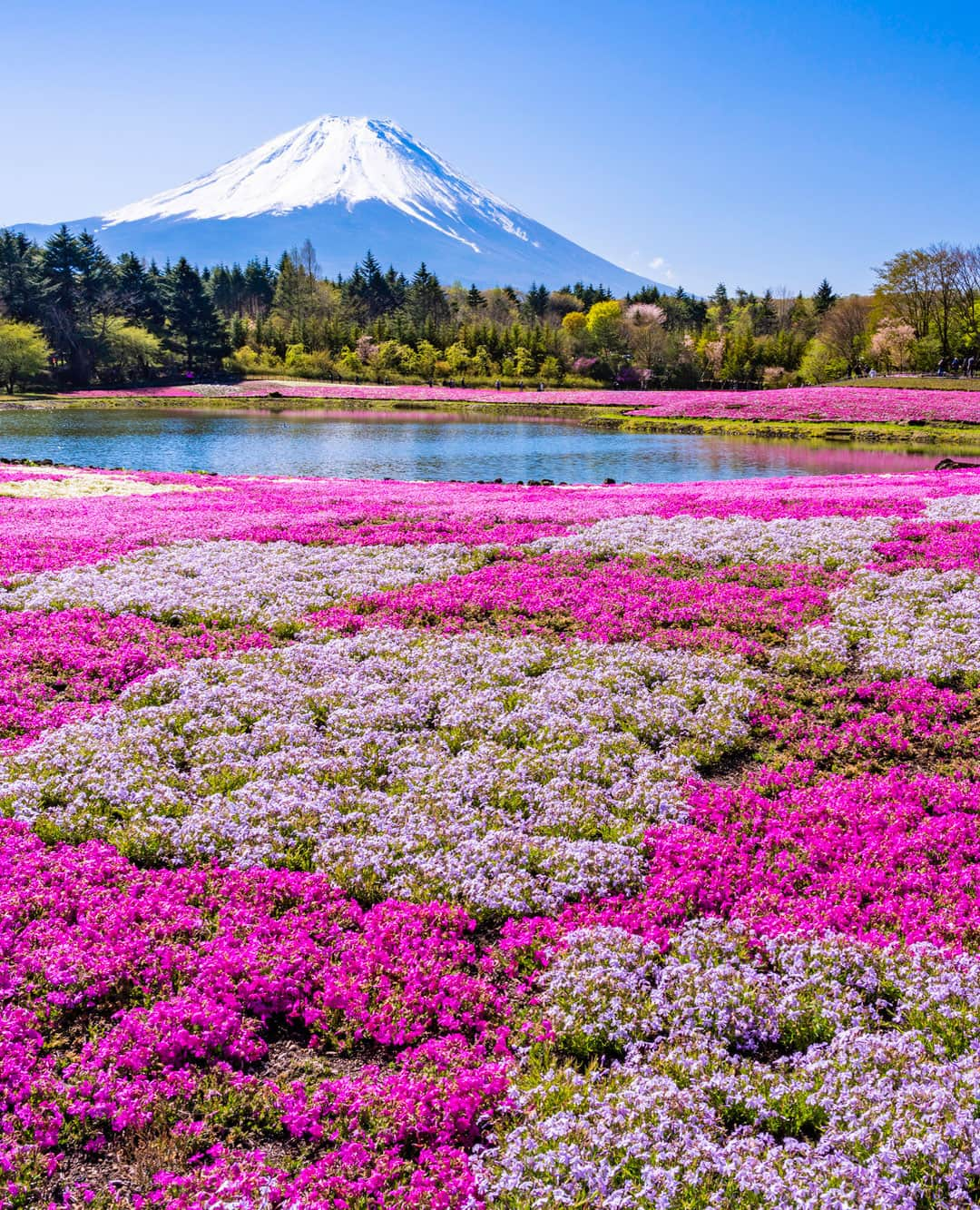 楽天トラベル さんのインスタグラム写真 - (楽天トラベル Instagram)「こんにちは😊 今日は芝桜と富士山の雄大な景色を満喫できるスポットをご紹介します🌸  行きたいと思った人は是非いいねやコメントしてください💛 ーーーーーーーーーーーーーー 📍#富士本栖湖リゾート （山梨県南都留郡富士河口湖町） ーーーーーーーーーーーーーー 残雪の美しい富士山と、一面を埋め尽くす色鮮やかな芝桜との共演を見ることができ、春の風物詩としても人気の「富士芝桜まつり」が2022年も開催されます。 会場の富士本栖湖リゾートには、英国式庭園「ピーターラビット™イングリッシュガーデン」もオープン予定ですよ。  ■2022富士芝桜まつり 2022年4月16日～5月29日  ーーーーーーーーーーー  📌ご旅行やおでかけの際は、事前にお住まいの地域や旅行先の情報を確認しご計画をお願いいたします ーーーーーーーーーーーーーー 旅先で出会った美しい風景や素敵な宿などを ハッシュタグ #rakutentravel や @rakutentravel をタグ付けして、シェアしてください😊  各種SNSアカウントやウェブでも紹介します✨  トレンドから定番まで、来週のワクワクを叶える 楽天トラベルの旅マガジン👜💕 @rakutentravel  ぜひフォローしてあなたの理想の旅をみつけてみてくださいね🛫 ーーーーーーーーーーーーーー  #楽天トラベル #旅行好きな人と繋がりたい #写真好きな人と繋がりたい #旅したくなるフォト #旅行 #国内旅行 #山梨 #山梨観光 #山梨旅行 #桜 #桜まつり #富士山 #本栖湖 #富士本栖湖リゾート #春 #sakura #はなまっぷ #flower #spring #yamanashi #cherryblossom #旅好き #ピーターラビット #フォトジェニック #japan_of_insta #lovers_nippon #art_of_japan_」3月1日 12時00分 - rakutentravel