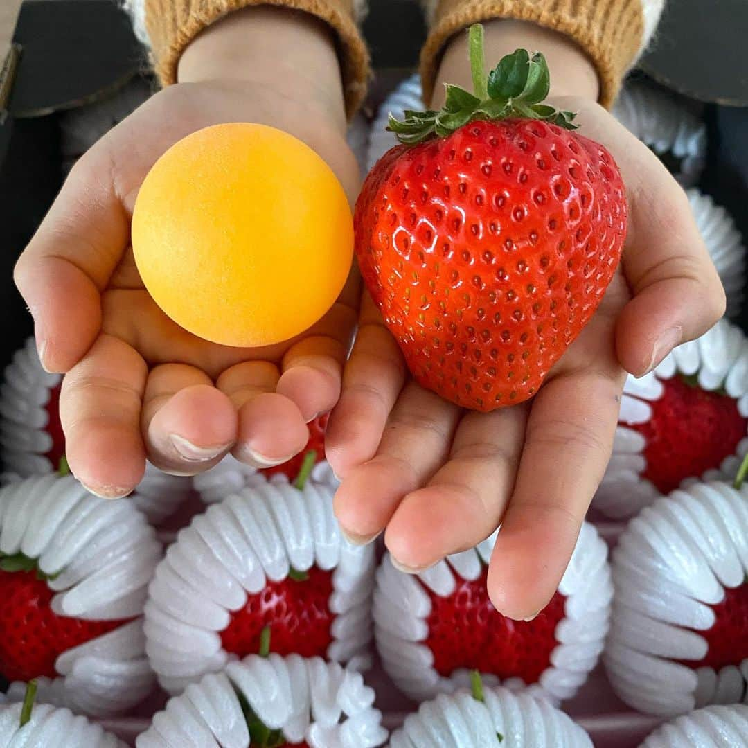 エリザベスラウさんのインスタグラム写真 - (エリザベスラウInstagram)「Don’t want normal strawberries after these #kikuchinomamma 🍓😋」3月1日 15時38分 - elizabethlauldn