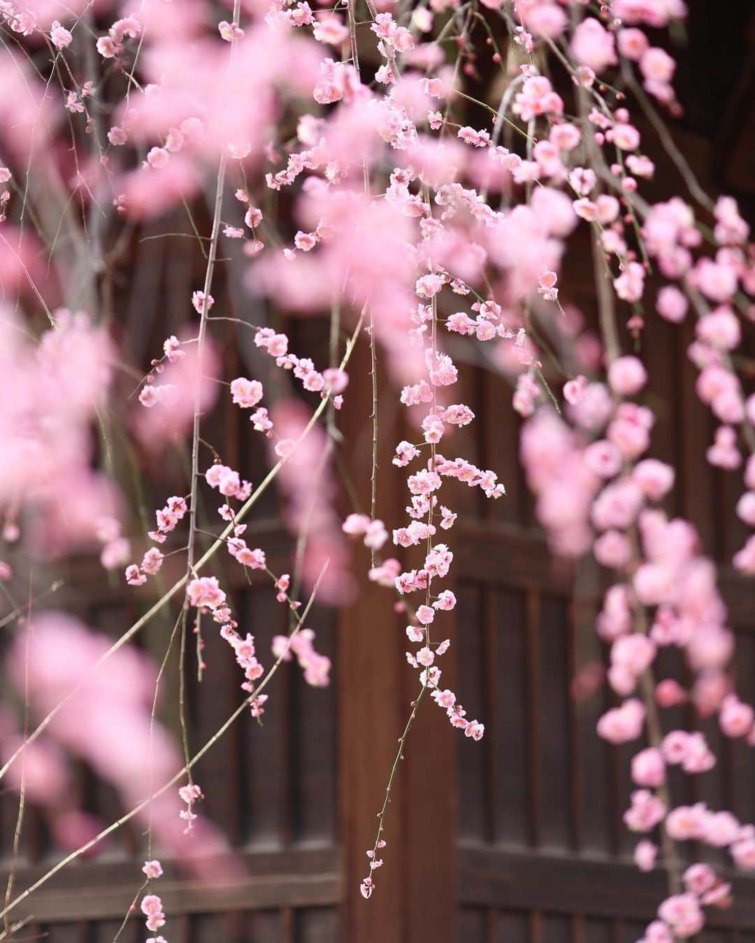 kiccyomuさんのインスタグラム写真 - (kiccyomuInstagram)「☁️ 2022.03.01 Tue #上野公園 にある神社で 咲いてた綺麗な #枝垂れ梅 🌸 白梅も咲いてて… 春らしく華やかでした📸  今日から3月… 今月もよろしくです😊 明日も元気に🤗  location #東京 ❣️ 📷撮影 2022年2月28日」3月1日 16時24分 - kiccyomu