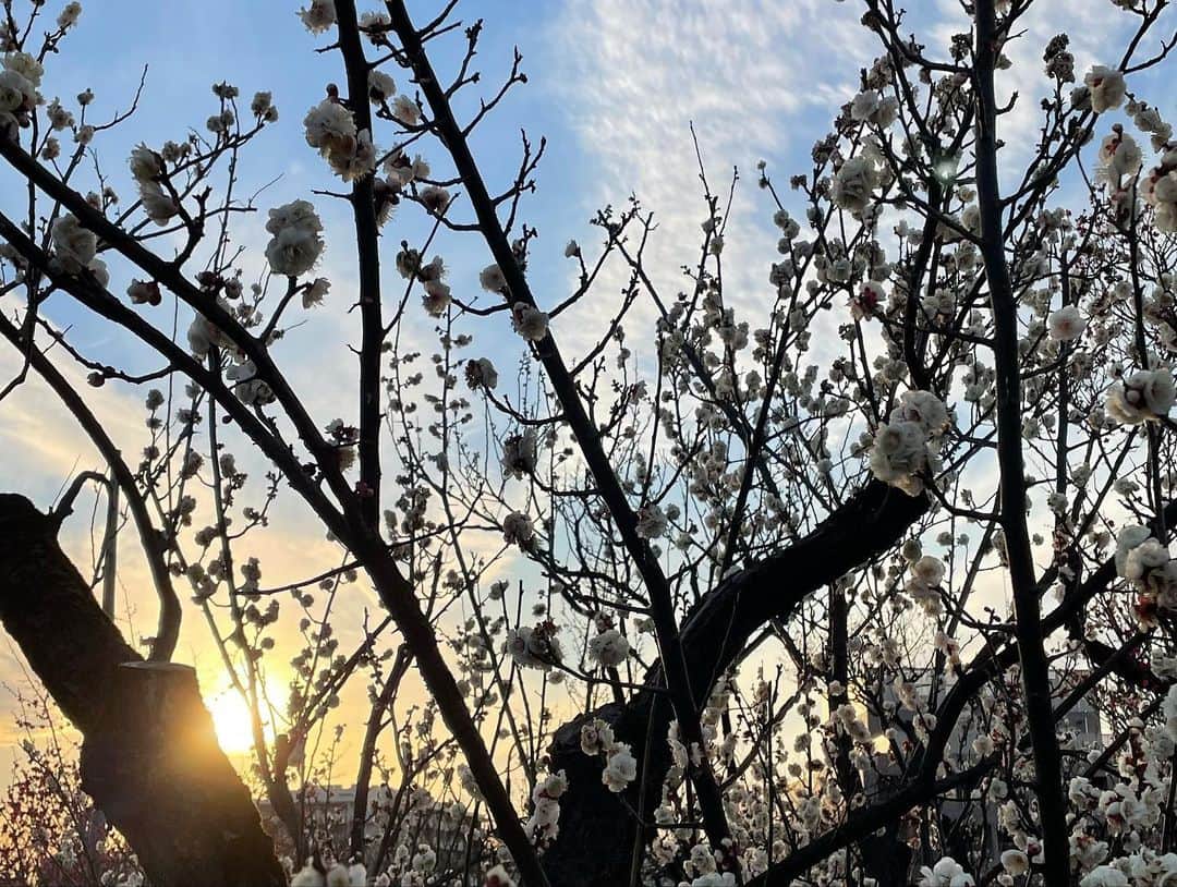 黒塚まやさんのインスタグラム写真 - (黒塚まやInstagram)「夕陽に照らされる梅の花。  「かわいい❣️」と言って、 丸い花びらを集める娘と一緒に 愛でてきました^_^  そういえば、 家に帰ってから数日、、  花びらをポケットから 取り出す様子はないなぁ😂  #梅の花 #花見」3月1日 17時46分 - maya.k0914