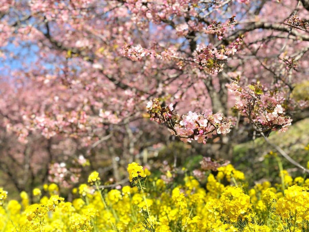 山本里菜さんのインスタグラム写真 - (山本里菜Instagram)「. ひるおび中継で『まつだ桜まつり』 に行ってきました🌸  桜と菜の花の ピンクと黄色の色のコントラストがキレイでたくさん写真撮っちゃいました💐  ようやく待ってた春がやってきましたね〜😆  #桜　#菜の花　#まつだ桜まつり」3月1日 18時35分 - rinayamamoto_0622
