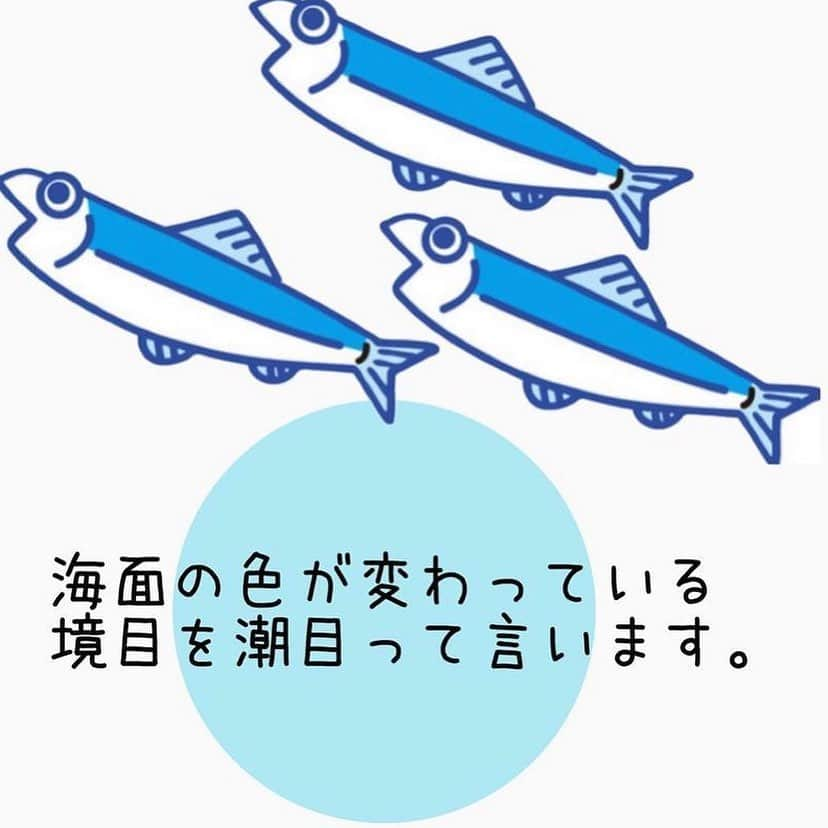 ペルビー貴子さんのインスタグラム写真 - (ペルビー貴子Instagram)「. 釣りでよく言う"潮目"って何？ って思いますよね😊  そんな潮目についてです(*^_^*)  なぜ潮目が釣れやすいのかが 分かっていたら、、😆  狙い方も変わってくるかも🤤🎣 ぜひご覧ください〜(*ˊᵕˋ*)ﾉ  #釣り　#釣り　#フィッシング　#fishing #ジギング　#魚料理 #釣り好きな人と繋がりたい  #釣り好き　#釣り人 #アングラー #魚釣り　#釣り方　#豆知識 #ペルビー釣り情報配信 #潮目」3月1日 18時28分 - fishing__info