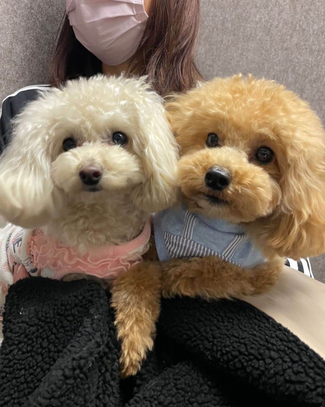 原田怜奈のインスタグラム：「たまにはマロンモカ🧸❤️ どんどん可愛くなってる❤︎ これからもたくさん 癒してもらいます❤︎ ただの報告❤︎ . . . . #愛犬　#タイニープードル　#トイプードル」