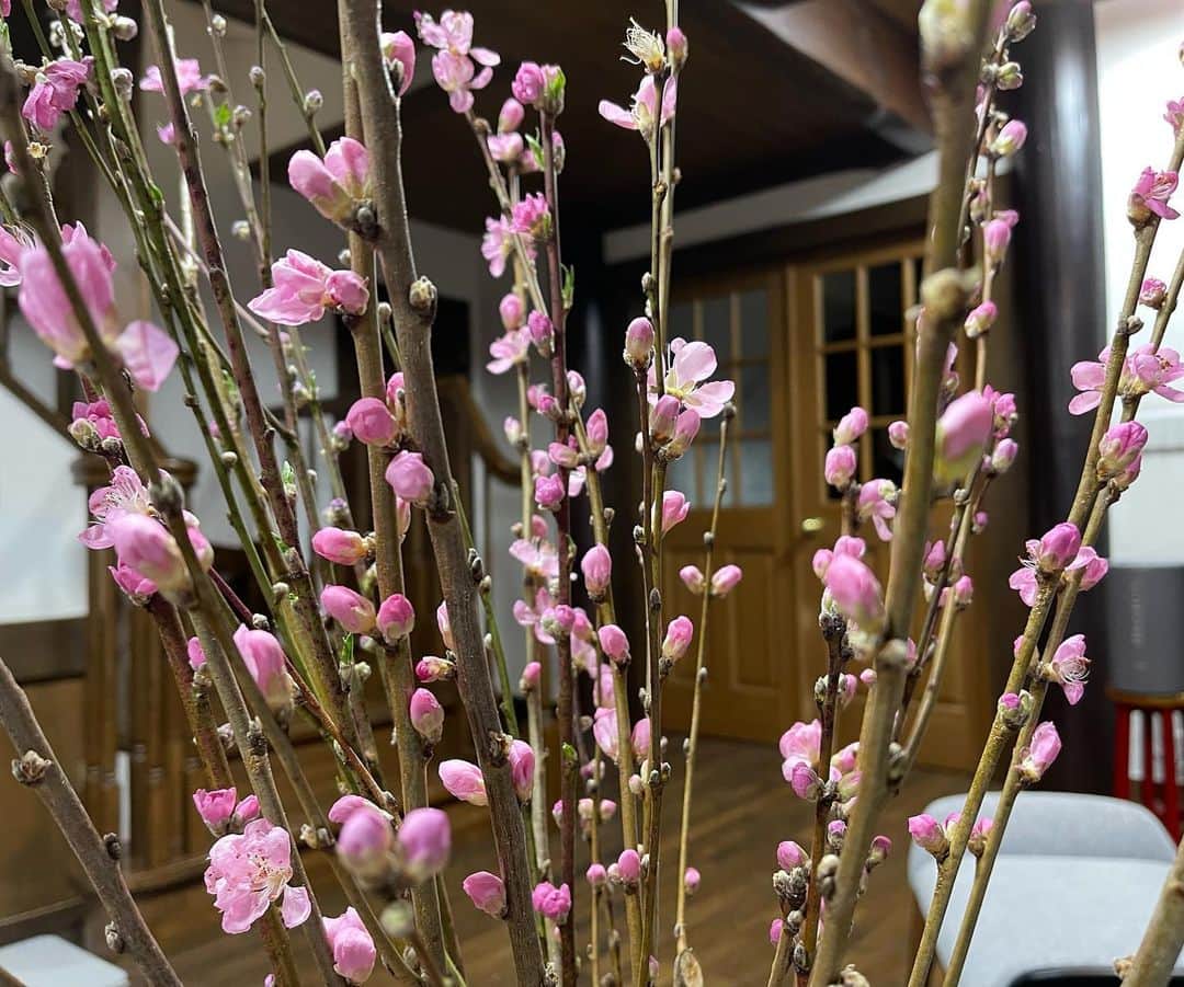 神野美伽さんのインスタグラム写真 - (神野美伽Instagram)「3月1日  家の近所の梅の花が この暖かさで　次々と花びらをほころばせています  早咲きでしょうか 桜の花も見かけるようになりました  自然のエネルギーに励まされています  昨日 桃の枝を買って お部屋に飾ってみました！  家の中も 一気に春です  ＃梅の花　#早咲きの桜　#桃の花」3月1日 19時59分 - mika_shinno_japan