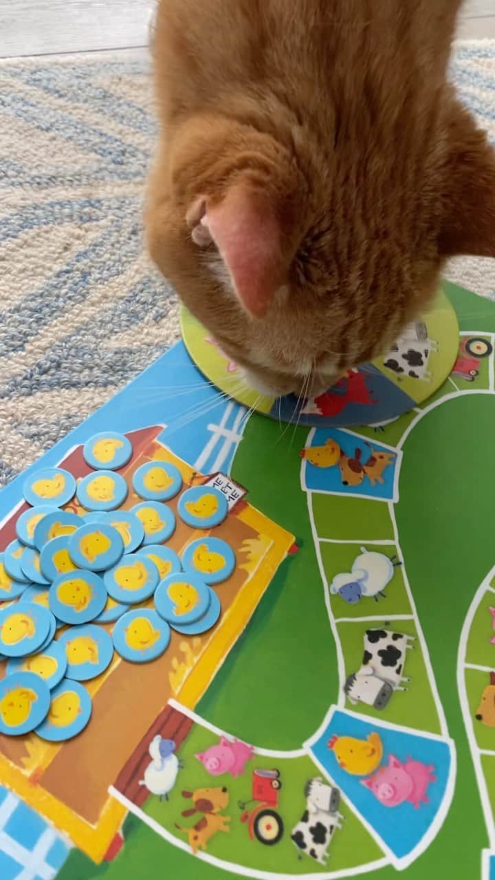 City the Kittyのインスタグラム：「My turn. 😹 When are they going to make these games cat friendly? 😹  😹 #CountYourChickens Peaceable Kingdom #catvideos #funnycat #catvideo #funnycatvideo #cats #cat」