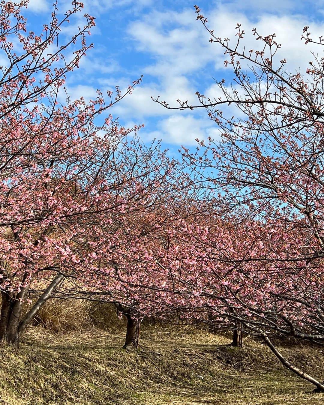 浅野ゆう子のインスタグラム：「早咲きの…  河津桜 🌸  とっても綺麗 ピンクが可愛い　^_^  春・・・💕  #河津桜 #可愛い #春を感じます」