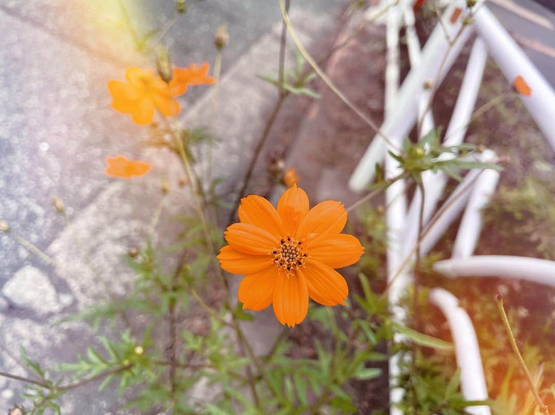 新井舞良のインスタグラム：「ランニングしてたら見つけた。🏃‍♂️ オレンジのお花可愛くない？🍊 そして今日はミニーちゃんの日らしいのでツインテール載せてみる、キックボクシング終わりの汗だくですが😅」