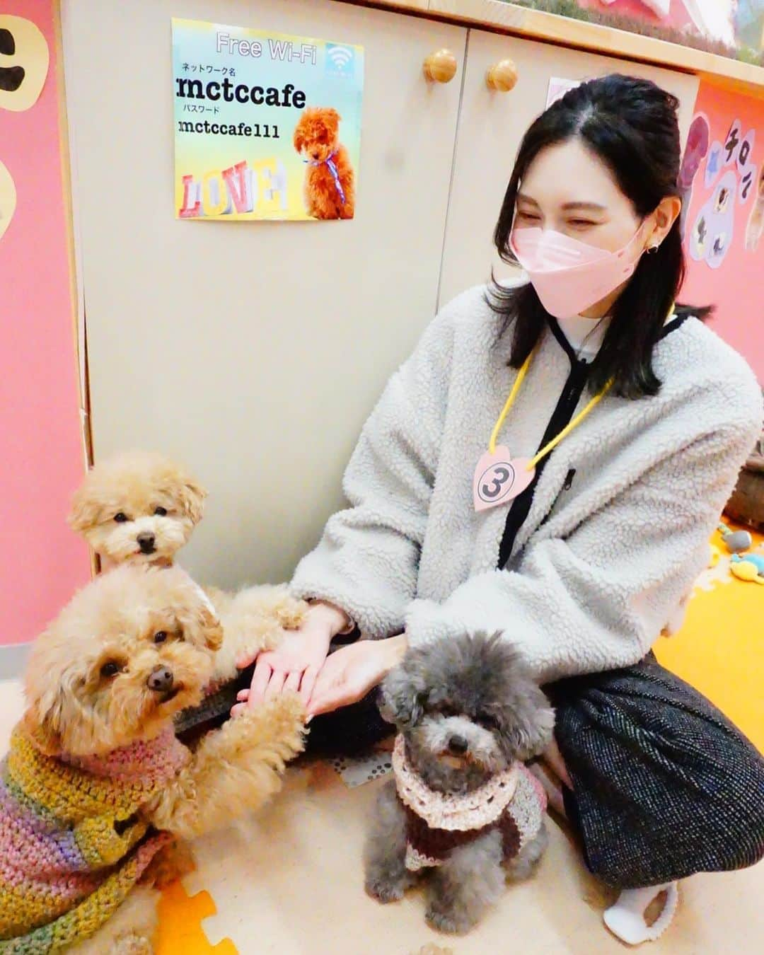 大塚まゆりのインスタグラム：「マイクロティーカップカフェに行ってきました🐶🐶  可愛くてとても癒されました〜♪  #ドッグカフェ #ティーカッププードル #プードルカット #テディベアカット #マイクロティーカップカフェ」