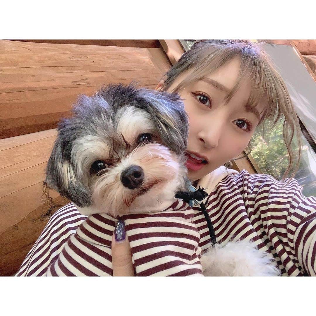 のインスタグラム：「ぱおってどうしてこんなに可愛いのかなあ〜🐶🐶🐶」
