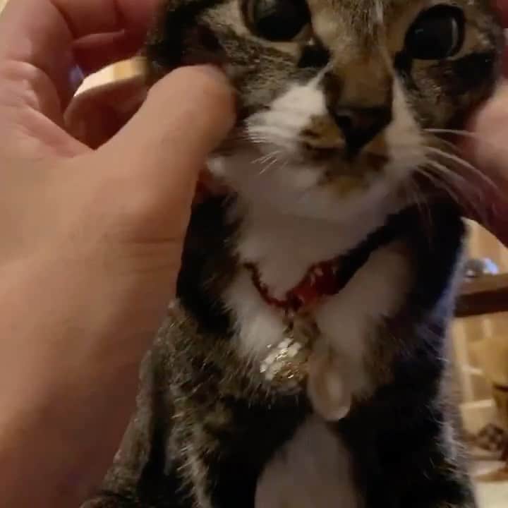 takegaeruのインスタグラム：「過去動画 もちもちてんちゃん😚  #猫 #cat #よもねこ #よもぎねこ #キジトラ #きじとら」