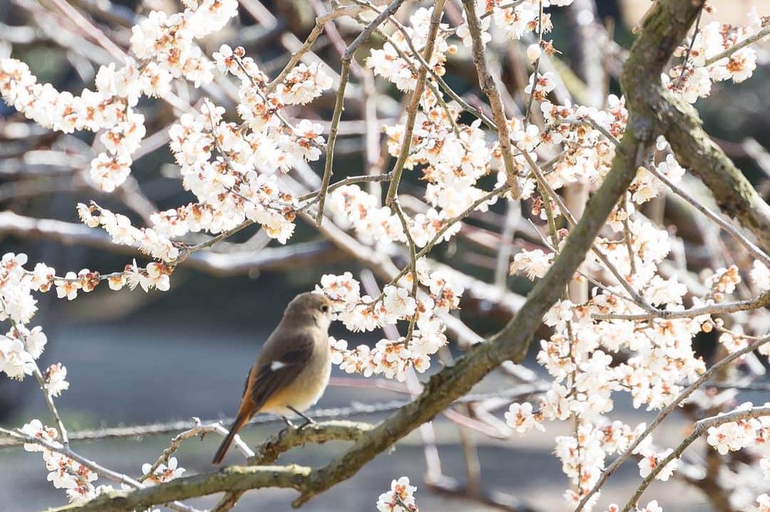 木内晶子さんのインスタグラム写真 - (木内晶子Instagram)「栗林公園の梅の花に癒されました。野鳥も遊びにきていてとっても可愛かったです。3月上旬頃まで見られそうです。黄色いお花では愛媛県伊予市「犬寄峠の黄色い丘」からミモザのステキなブーケを届けて下さりスタジオでコサージュとしてつけさせて頂きました。ありがとうございました。菜の花も咲いていてミモザがこれから満開になるのが楽しみです✨菜の花畑をしっかり守っている可愛いななちゃんにも会いたいです🦮 #nhkギュッと四国 #栗林公園#梅の花 #犬寄峠の黄色い丘#菜の花 #ミモザ」3月2日 23時24分 - akiko0902kinouchi