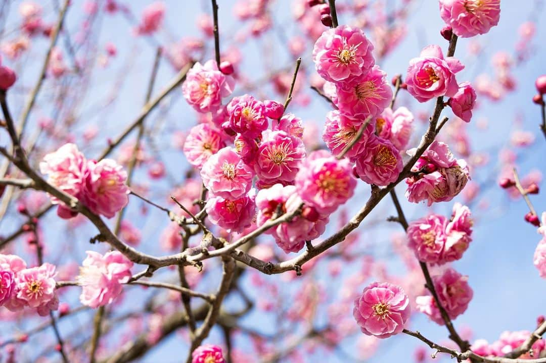 木内晶子のインスタグラム：「栗林公園の梅の花に癒されました。野鳥も遊びにきていてとっても可愛かったです。3月上旬頃まで見られそうです。黄色いお花では愛媛県伊予市「犬寄峠の黄色い丘」からミモザのステキなブーケを届けて下さりスタジオでコサージュとしてつけさせて頂きました。ありがとうございました。菜の花も咲いていてミモザがこれから満開になるのが楽しみです✨菜の花畑をしっかり守っている可愛いななちゃんにも会いたいです🦮 #nhkギュッと四国 #栗林公園#梅の花 #犬寄峠の黄色い丘#菜の花 #ミモザ」