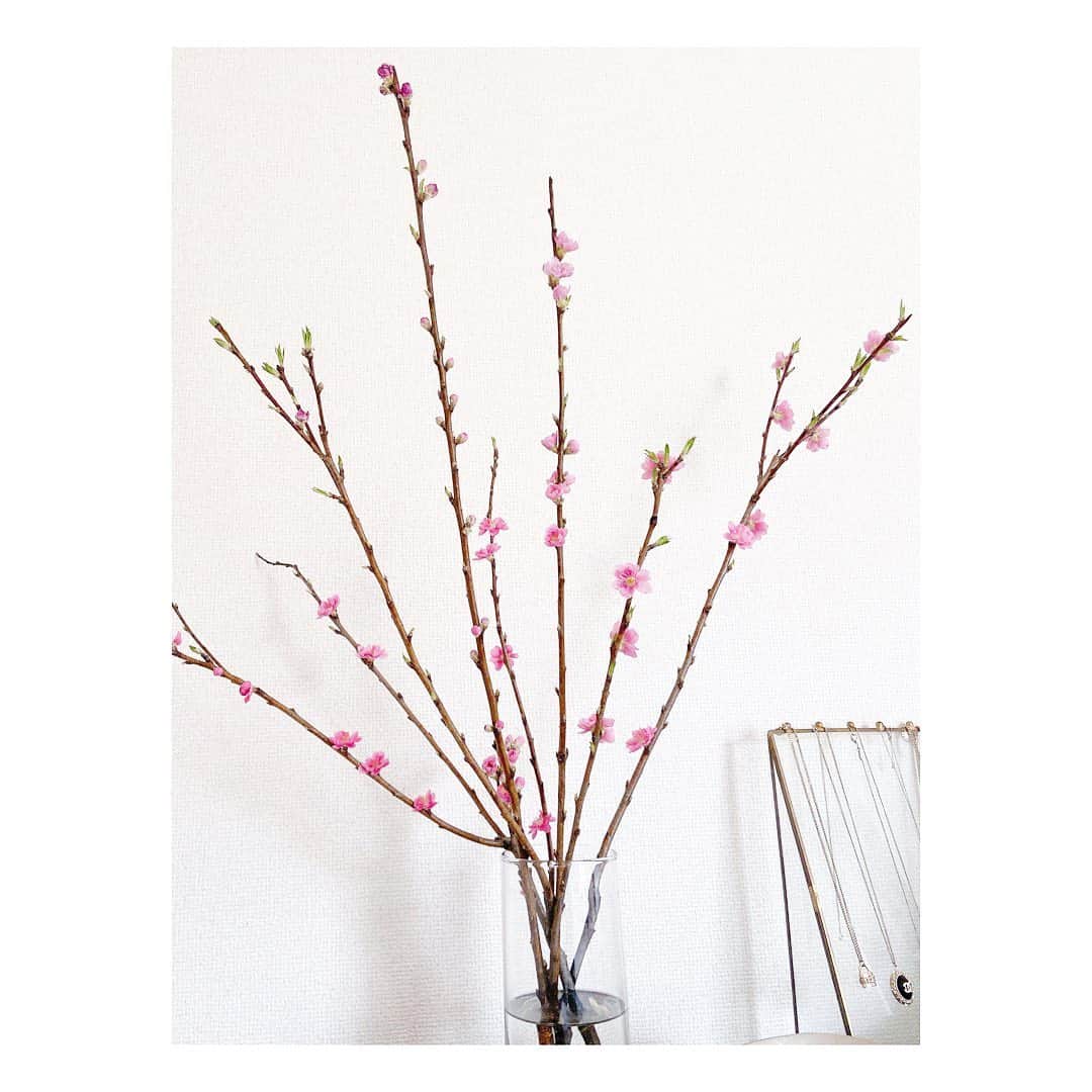 福田沙紀さんのインスタグラム写真 - (福田沙紀Instagram)「綺麗でしょ。  너무 예쁘죠.  #桃の花」3月3日 15時09分 - sakifukuda_official