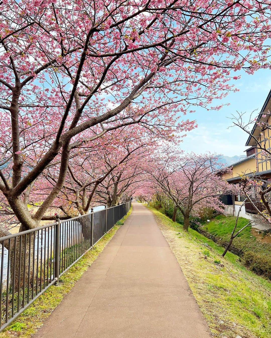 小越しほみさんのインスタグラム写真 - (小越しほみInstagram)「桃の節句ということで 昨日見た桜の写真🎎 ・ とある撮影で行った場所で 今年初めての桜を見れたよ☺️🤍 ・ 河津桜というちょっと早めの桜みたい🌸 ・ ソメイヨシノよりちょっとピンク濃いめで お花もちょっと大きいかな？ ・ 河津川沿いがすごい迫力で感動して スタッフさんが物撮りとかしてる間に 景色眺めたり写真撮ったりしてた📸 ・ 平日なのもあると思うけど 東京より混んでないし 屋台も独特で面白そうだった🍡 ・ お仕事だったから少しの時間だったけど 自然がたっぷりで癒された…😌 ・ いつかプライベートでもきたいな💞 ・ ・ ・ ・ ・ ・ ・ #河津桜 #河津町 #河津桜まつり #河津桜 #河津桜祭り #河津櫻 #河津の桜並木 #河津桜満開 #河津桜並木 #河津川 #河津川沿い #mercuryduo #マーキュリーデュオ #ひな祭り #桃の節句 #横顔 #お花見 #春 #桜満開 #桜 #さくら #サクラ #河津桜🌸 #🌸 #🌸🌸 #🌸🌸🌸」3月3日 17時36分 - shihomi1129