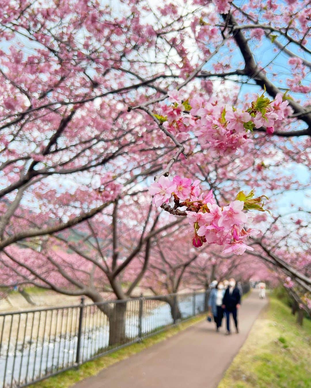小越しほみさんのインスタグラム写真 - (小越しほみInstagram)「桃の節句ということで 昨日見た桜の写真🎎 ・ とある撮影で行った場所で 今年初めての桜を見れたよ☺️🤍 ・ 河津桜というちょっと早めの桜みたい🌸 ・ ソメイヨシノよりちょっとピンク濃いめで お花もちょっと大きいかな？ ・ 河津川沿いがすごい迫力で感動して スタッフさんが物撮りとかしてる間に 景色眺めたり写真撮ったりしてた📸 ・ 平日なのもあると思うけど 東京より混んでないし 屋台も独特で面白そうだった🍡 ・ お仕事だったから少しの時間だったけど 自然がたっぷりで癒された…😌 ・ いつかプライベートでもきたいな💞 ・ ・ ・ ・ ・ ・ ・ #河津桜 #河津町 #河津桜まつり #河津桜 #河津桜祭り #河津櫻 #河津の桜並木 #河津桜満開 #河津桜並木 #河津川 #河津川沿い #mercuryduo #マーキュリーデュオ #ひな祭り #桃の節句 #横顔 #お花見 #春 #桜満開 #桜 #さくら #サクラ #河津桜🌸 #🌸 #🌸🌸 #🌸🌸🌸」3月3日 17時36分 - shihomi1129