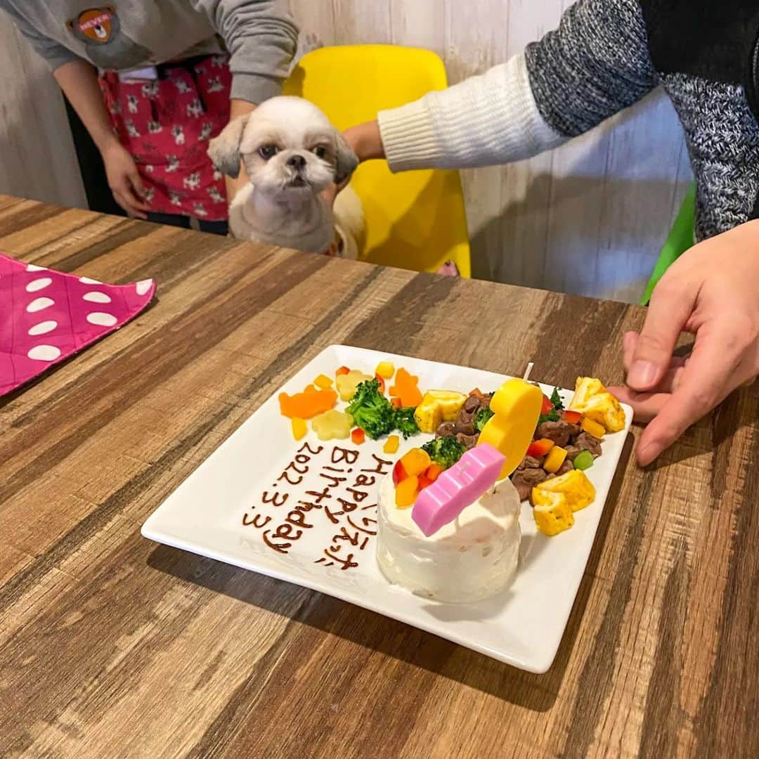 Bungo's photographyさんのインスタグラム写真 - (Bungo's photographyInstagram)「* ぐり6歳のお誕生日なのです🎂✨ * Today is Guri's 6th birthday🎂✨ * バースデープレートをブヒゴンさん(@dogcafe_buhigon) に作って頂きました😊 * ペン字はチョコじゃなくキャロブ👍 わんこ用に行き届いた素材選びと調理を頂いて、うまうま大満足のぐり氏💕🐾 * 豪勢すぎるのでご飯抜きよ～🤣💦 *  #ぐりすた #dogcafebuhigon #ドッグカフェぶひごん #ドッグカフェブヒゴン #シーズー #shihtzu #西施犬 #獅子狗 #狮子狗 #시추 #shihtzuclub #shihtzugram #shihtzulove #shihtzulover #shihtzunation #shihtzusgram #shihtzuslife #shihtzusofig #shihtzuswag #いぬばか部 #シーズー犬 #シーズー大好き #シーズー大好き部 #シーズー部 #ふわもこ部 #犬のいる暮らし #犬バカ部 #犬ら部 #鼻ぺちゃ犬 #鼻ぺちゃ部」3月3日 18時15分 - guristagram