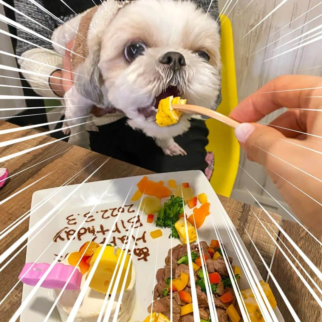 Bungo's photographyさんのインスタグラム写真 - (Bungo's photographyInstagram)「* ぐり6歳のお誕生日なのです🎂✨ * Today is Guri's 6th birthday🎂✨ * バースデープレートをブヒゴンさん(@dogcafe_buhigon) に作って頂きました😊 * ペン字はチョコじゃなくキャロブ👍 わんこ用に行き届いた素材選びと調理を頂いて、うまうま大満足のぐり氏💕🐾 * 豪勢すぎるのでご飯抜きよ～🤣💦 *  #ぐりすた #dogcafebuhigon #ドッグカフェぶひごん #ドッグカフェブヒゴン #シーズー #shihtzu #西施犬 #獅子狗 #狮子狗 #시추 #shihtzuclub #shihtzugram #shihtzulove #shihtzulover #shihtzunation #shihtzusgram #shihtzuslife #shihtzusofig #shihtzuswag #いぬばか部 #シーズー犬 #シーズー大好き #シーズー大好き部 #シーズー部 #ふわもこ部 #犬のいる暮らし #犬バカ部 #犬ら部 #鼻ぺちゃ犬 #鼻ぺちゃ部」3月3日 18時15分 - guristagram