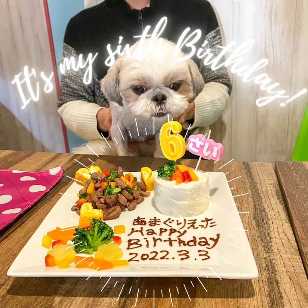 Bungo's photographyさんのインスタグラム写真 - (Bungo's photographyInstagram)「* ぐり6歳のお誕生日なのです🎂✨ * Today is Guri's 6th birthday🎂✨ * バースデープレートをブヒゴンさん(@dogcafe_buhigon) に作って頂きました😊 * ペン字はチョコじゃなくキャロブ👍 わんこ用に行き届いた素材選びと調理を頂いて、うまうま大満足のぐり氏💕🐾 * 豪勢すぎるのでご飯抜きよ～🤣💦 *  #ぐりすた #dogcafebuhigon #ドッグカフェぶひごん #ドッグカフェブヒゴン #シーズー #shihtzu #西施犬 #獅子狗 #狮子狗 #시추 #shihtzuclub #shihtzugram #shihtzulove #shihtzulover #shihtzunation #shihtzusgram #shihtzuslife #shihtzusofig #shihtzuswag #いぬばか部 #シーズー犬 #シーズー大好き #シーズー大好き部 #シーズー部 #ふわもこ部 #犬のいる暮らし #犬バカ部 #犬ら部 #鼻ぺちゃ犬 #鼻ぺちゃ部」3月3日 18時15分 - guristagram