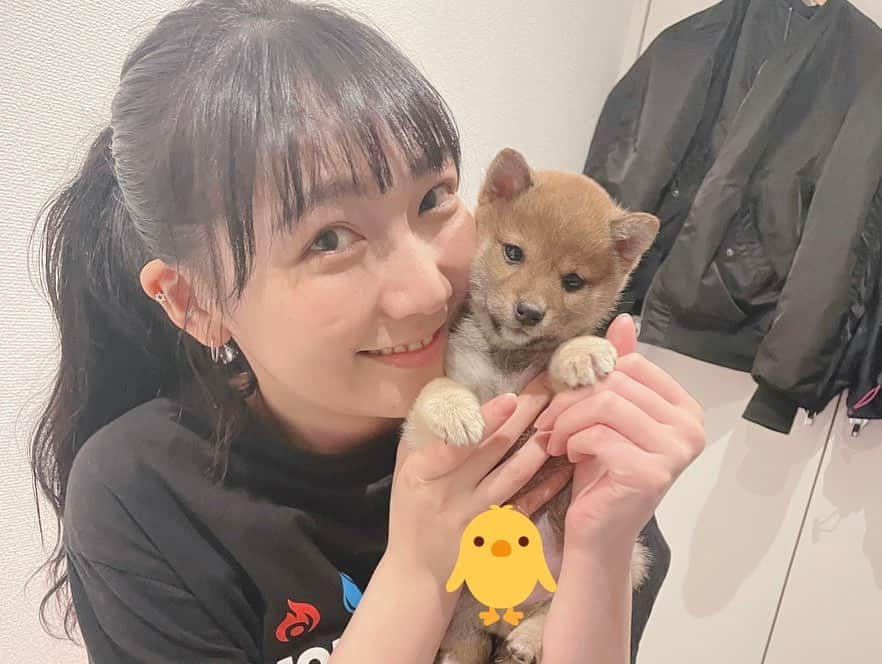 ゆきのしんさんのインスタグラム写真 - (ゆきのしんInstagram)「豆柴の男の子をお迎えしました🐕 名前は利乃助(りのすけ)くんです💁‍♀️ お母さんとたまたま入ったペットショップで一目惚れをしてその場でお迎えを決めました✨  これから利乃助の投稿もしていきます🧚‍♀️❤️ #豆柴  #まめしば #パピー  #犬のいる暮らし」3月3日 21時04分 - yukino__shin