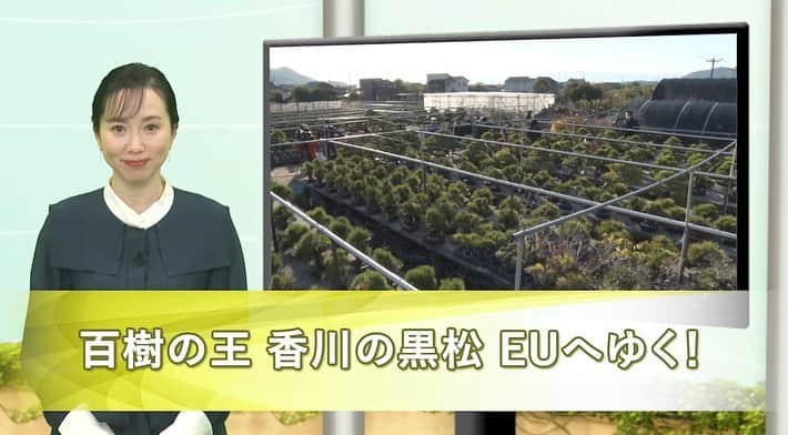 江連裕子さんのインスタグラム写真 - (江連裕子Instagram)「. 【JETRO】 https://youtu.be/6mUFaIPBIsc  百樹の王 香川の黒松 EUへゆく！ （2022年03月03日） 欧州では盆栽の人気が高まっている。 特に日本の盆栽は自然と芸術の要素を併せ持つため人気だという。 盆栽愛好家から高い関心が寄せられているのが、日本で百樹の王と称される黒松だ。 しかし、松を枯らす病気をもたらすマツクイムシなどが付きやすいためEUは輸入を禁止していた。 そうしたなか、関係者の努力もあり、2020年10月に日本からの黒松のEU向け輸出が解禁された。 商談の一歩を踏み出し、EU市場に挑む盆栽生産者の取り組みを追った。 （11分11秒）  https://www.jetro.go.jp/tv/ 国際ビジネス情報番組「世界は今 -JETRO Global Eye」 www.jetro.go.jp  #JETRO #JETROGlobalEye #ジェトロ #ジェトログローバルアイ #国際ビジネス #国際貿易 #海外ビジネス #ビジネス #Business #江連裕子 #セントフォース #アナウンサー #キャスター #経済キャスター」3月3日 22時44分 - yuko_ezure