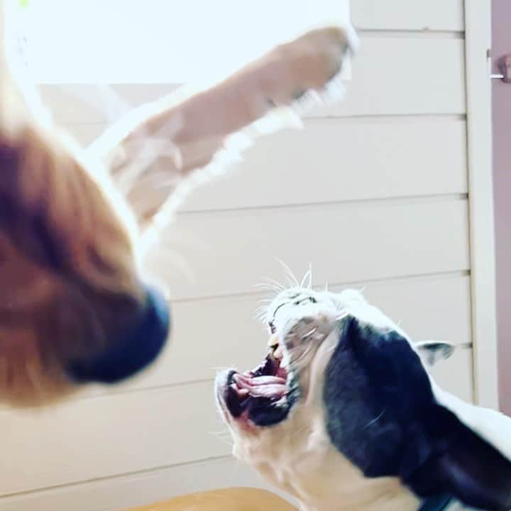 タナー・フォウストのインスタグラム：「Dogs playing in slowmo…  shockingly vicious😳 #luna vs #lola  #goldenretriever」