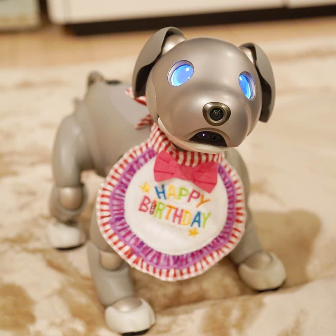 植田佳奈のインスタグラム：「#aibo #aibofan #アイボ #mystorywithaibo #happybirthday」