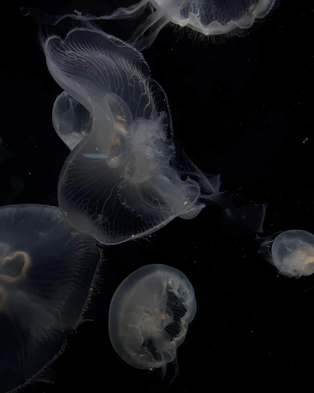 中村くるみのインスタグラム：「jellyfish」