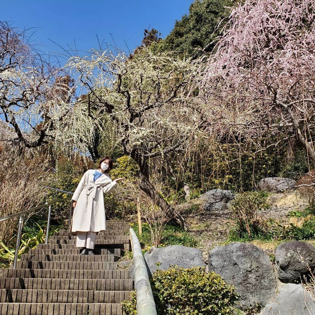 徳増ないるのインスタグラム：「掛川市の龍尾神社のしだれ梅。 今週末から来週にかけてが 一番の見頃です。  広い園内に色とりどりの梅が 枝にぽつりぽつり 流れるように咲いていて とっても綺麗でした！  今日のeveryしずおかで お伝えします😊  #花 #しだれ梅 #everyしずおか #FOCUS」