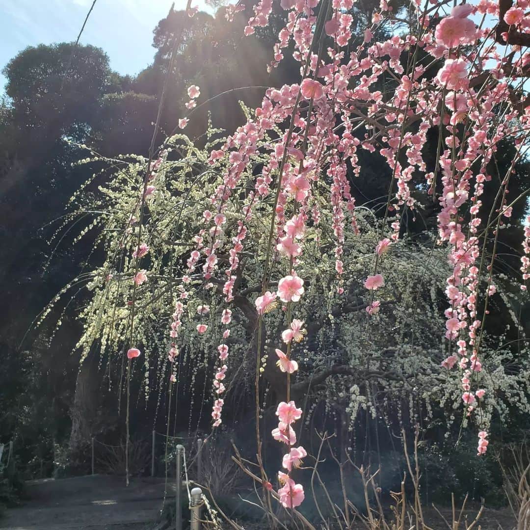 徳増ないるさんのインスタグラム写真 - (徳増ないるInstagram)「掛川市の龍尾神社のしだれ梅。 今週末から来週にかけてが 一番の見頃です。  広い園内に色とりどりの梅が 枝にぽつりぽつり 流れるように咲いていて とっても綺麗でした！  今日のeveryしずおかで お伝えします😊  #花 #しだれ梅 #everyしずおか #FOCUS」3月4日 13時17分 - nairu.tokumasu