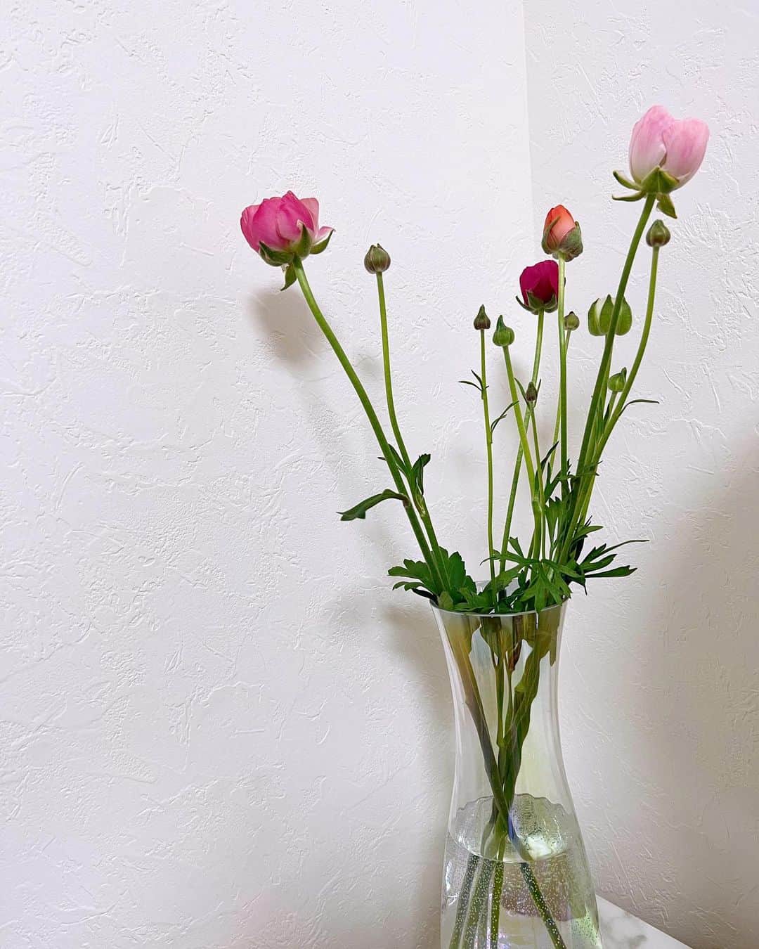 清水玲さんのインスタグラム写真 - (清水玲Instagram)「・ ・  先日投稿した、 ラナンキュラス見本園で購入した５本の切り花💐  ５本全て色が違うので どんな花が咲くか楽しみにしていたこの１週間☺️  １枚目から 月曜日→水曜日→木曜日  日に日に蕾が成長していく様子が 「よし、今日も頑張ろう！」という 気持ちにさせてくれました😌💕　  そして今日ついに、、！ （次の投稿へ）  ・ ・  #宮崎#宮崎放送#mrt#miyazaki #綾町#雛山まつり#ラナンキュラス #綾園芸#見本園#ポケフタ#ひな祭り」3月5日 0時21分 - mrt.shimizu