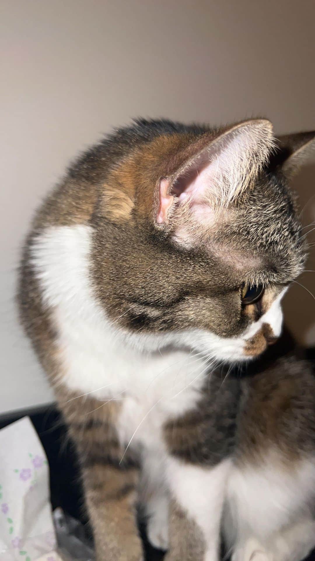 七瀬アリスのインスタグラム：「(=^x^=)」