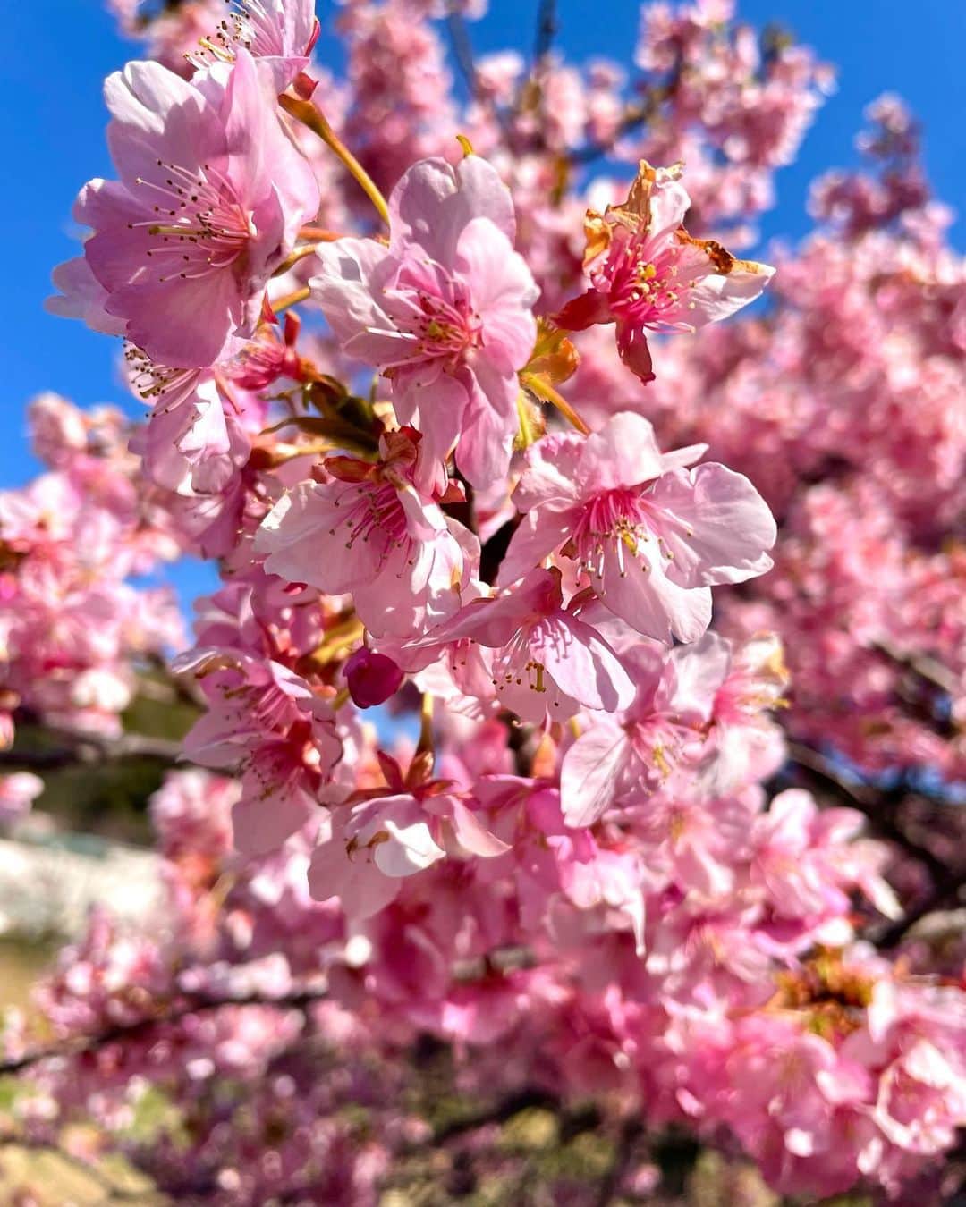 高木琢也さんのインスタグラム写真 - (高木琢也Instagram)「やばくね🌸🌸🌸🌸🌸🌸🌸🌸🌸🌸🌸🌸😍❤️‍🔥 #桜 #今日の現場 #撮影中 #満開全開絶好調🌸🌸🌸」3月4日 20時16分 - takagi_ocean