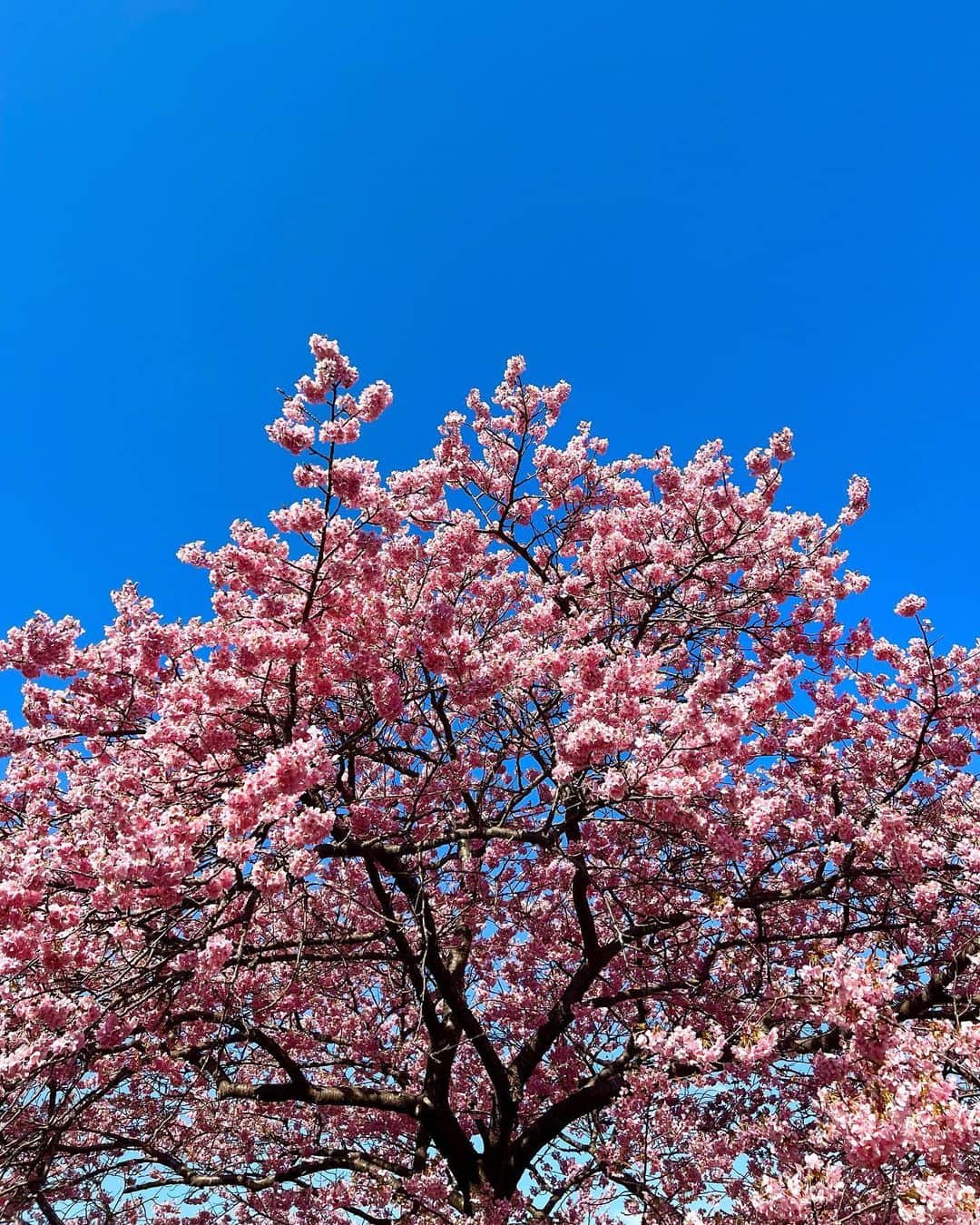 高木琢也さんのインスタグラム写真 - (高木琢也Instagram)「やばくね🌸🌸🌸🌸🌸🌸🌸🌸🌸🌸🌸🌸😍❤️‍🔥 #桜 #今日の現場 #撮影中 #満開全開絶好調🌸🌸🌸」3月4日 20時16分 - takagi_ocean